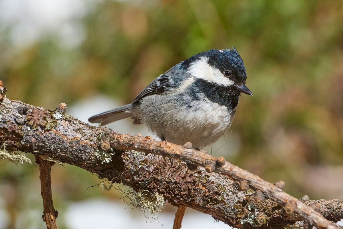 A cute coal tit perching on a branch.