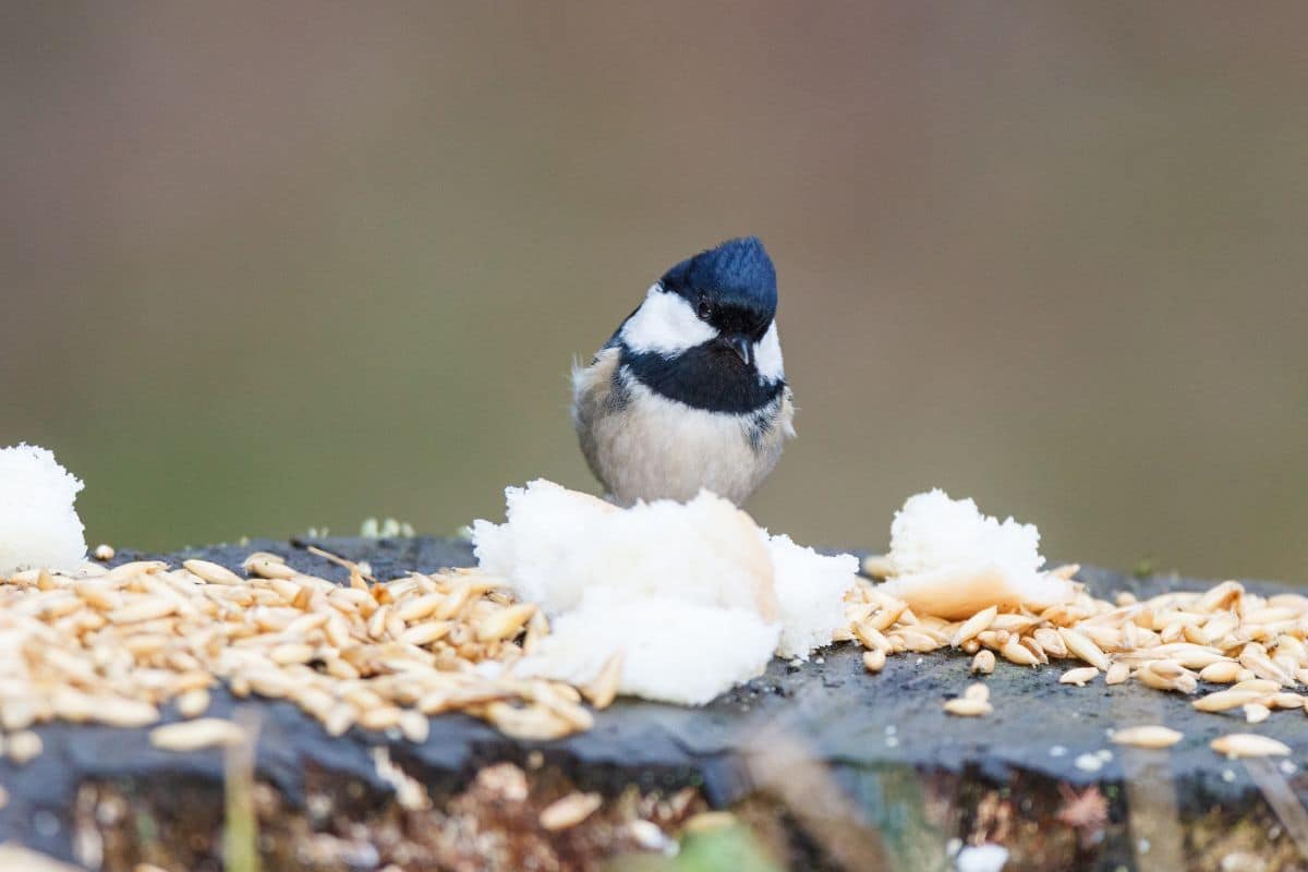 A cute coal tit standing near food.