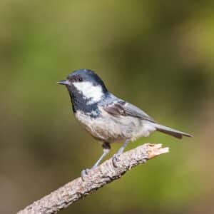 A cute Coal Tit standing on a tree branch.