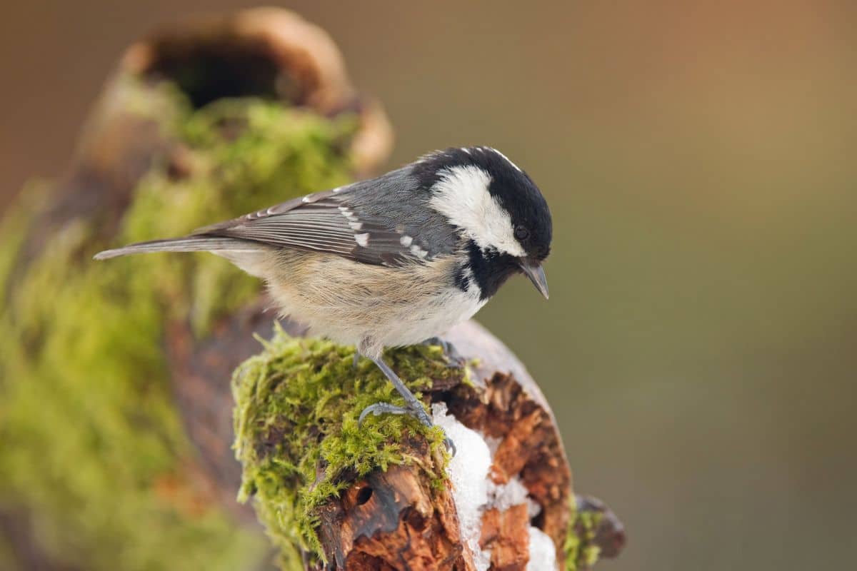 A cute coal tit perching on an old wooden branch covered by moss.