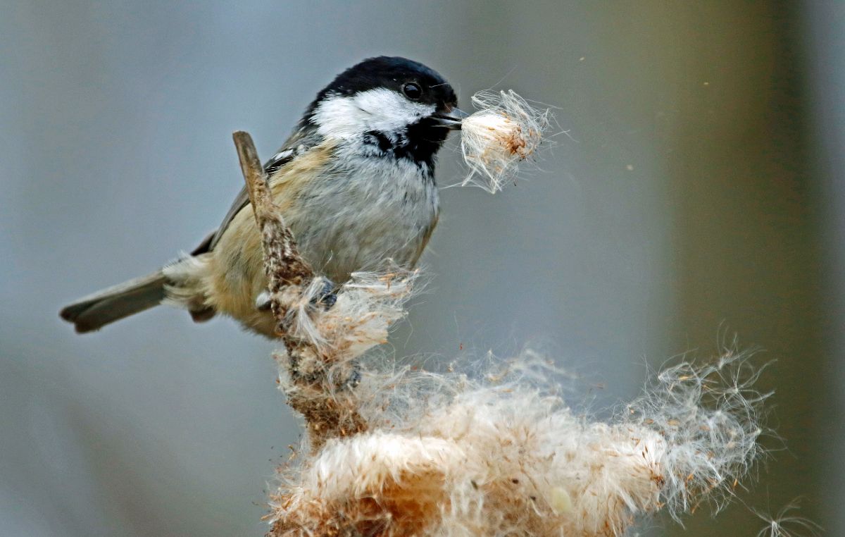 A cute coal tit making a nest.