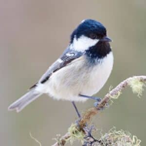 A cute coal tit perching on a branch.