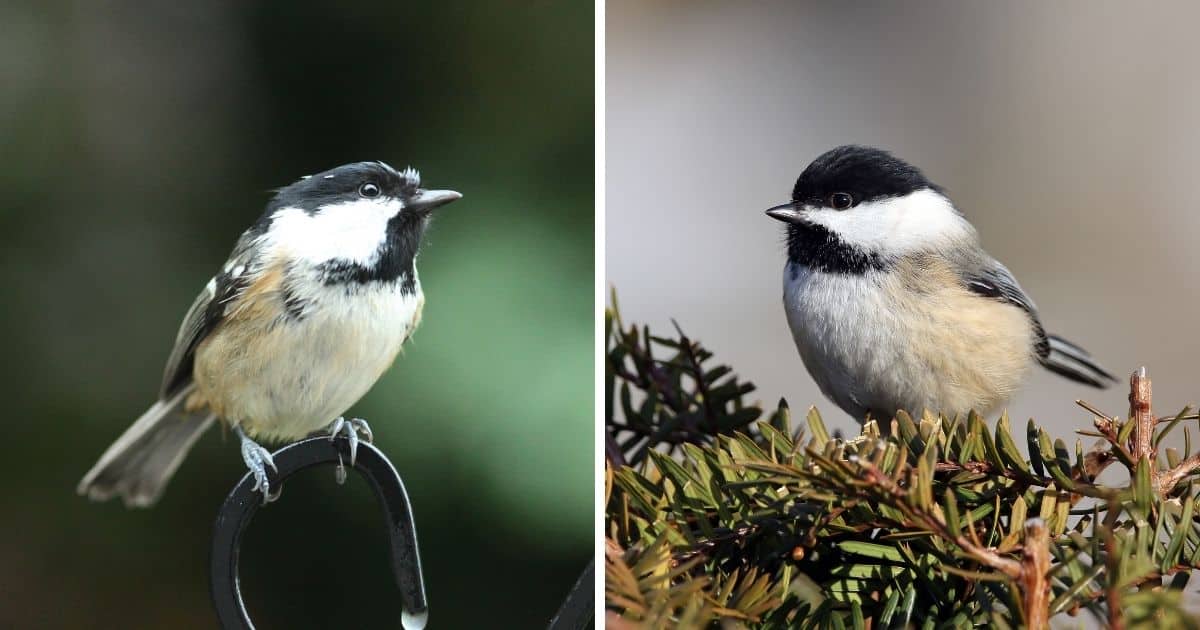 Coal Tit vs. Chickadee