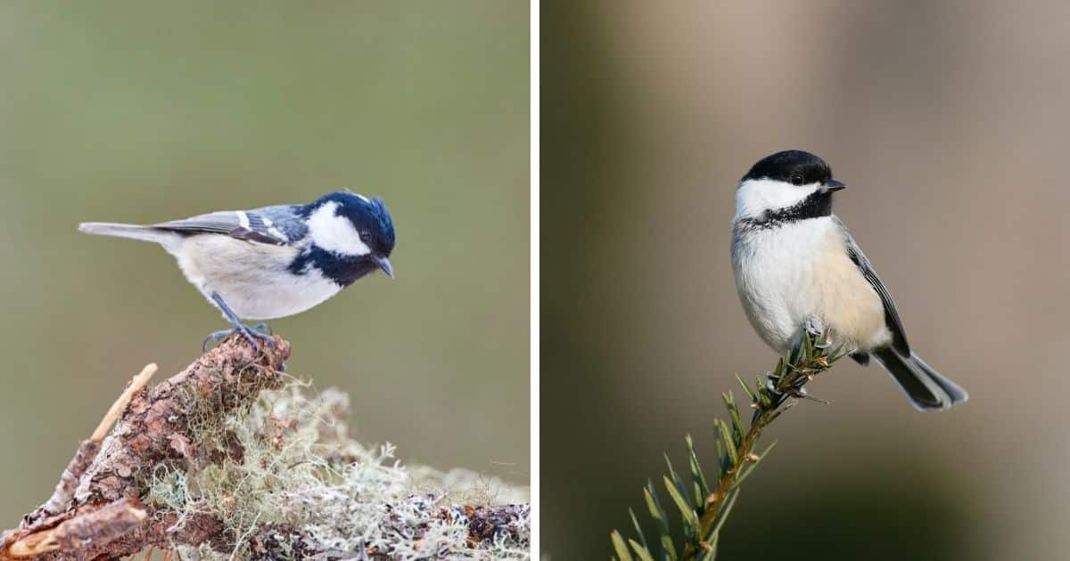 Coal Tit vs. Chickadee