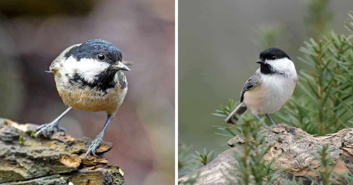 Coal Tit vs. Chickadee