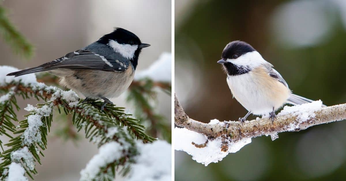 Coal Tit vs. Chickadee