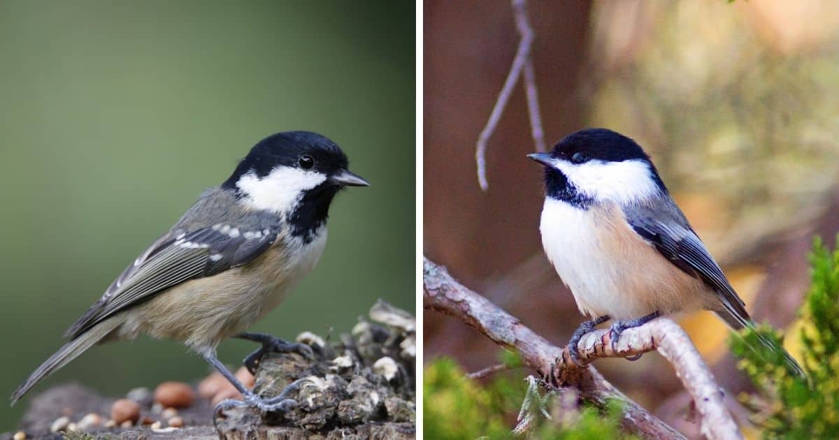 Coal Tit vs. Chickadee