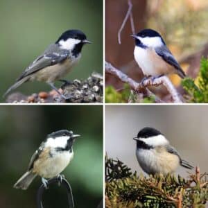 Two images of coal tits and two images of chickadees.