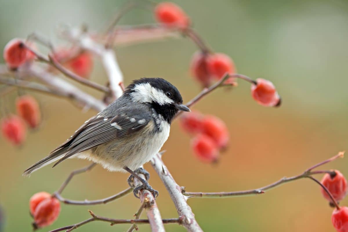 A cute coal tit perching on a branch.