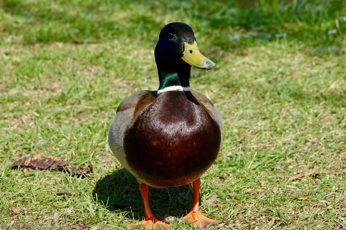 An adorable colorful duck in a backyard pasture on a sunny day.