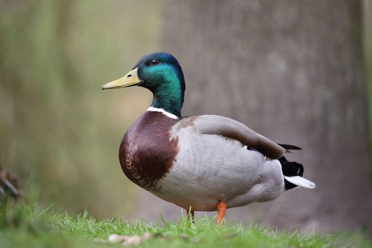 A beautiful Mallard duck in a backyard.