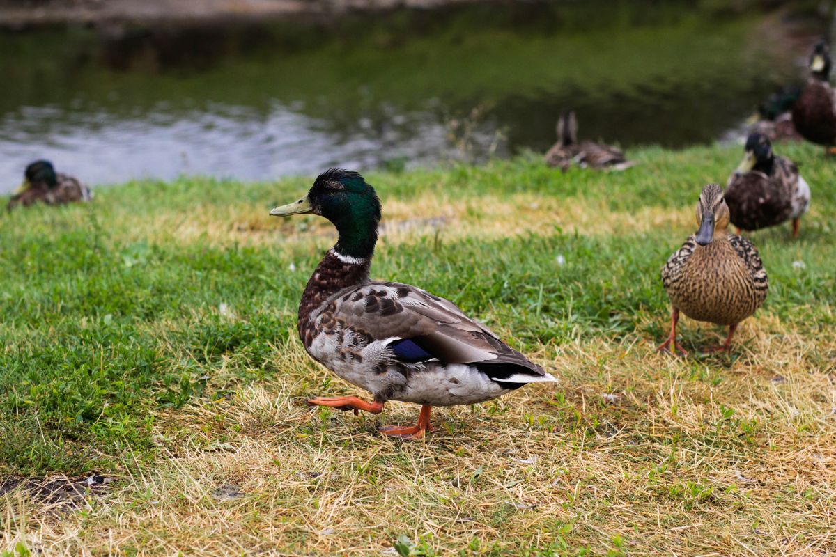 A cute colorful duck walking on a pasture near brown ducks.