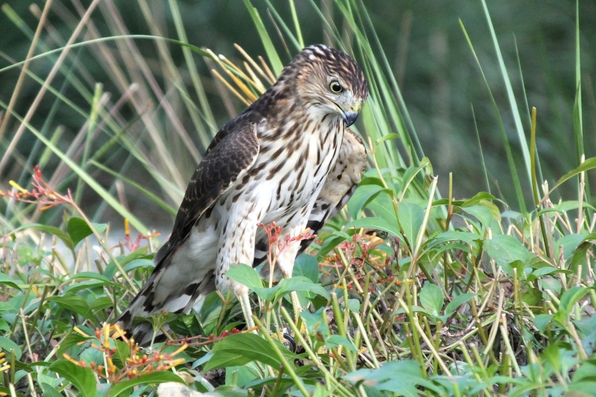 Beautiful Cooper’s Hawk standing on a meadow.