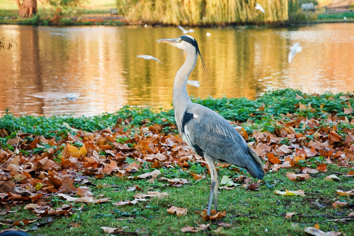 A big crane standing on a meadow near a lake.