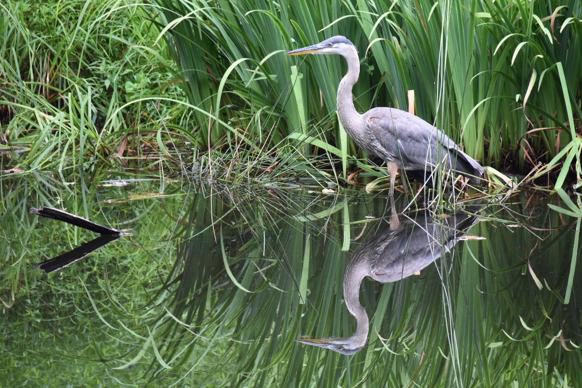 A gray crane in a swamp.