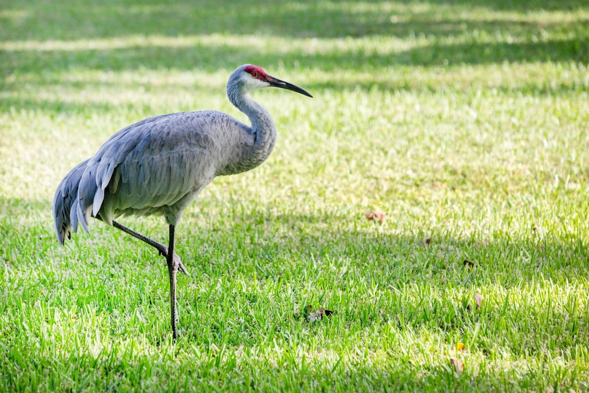 A gray crane stading on one leg on a green meadow.