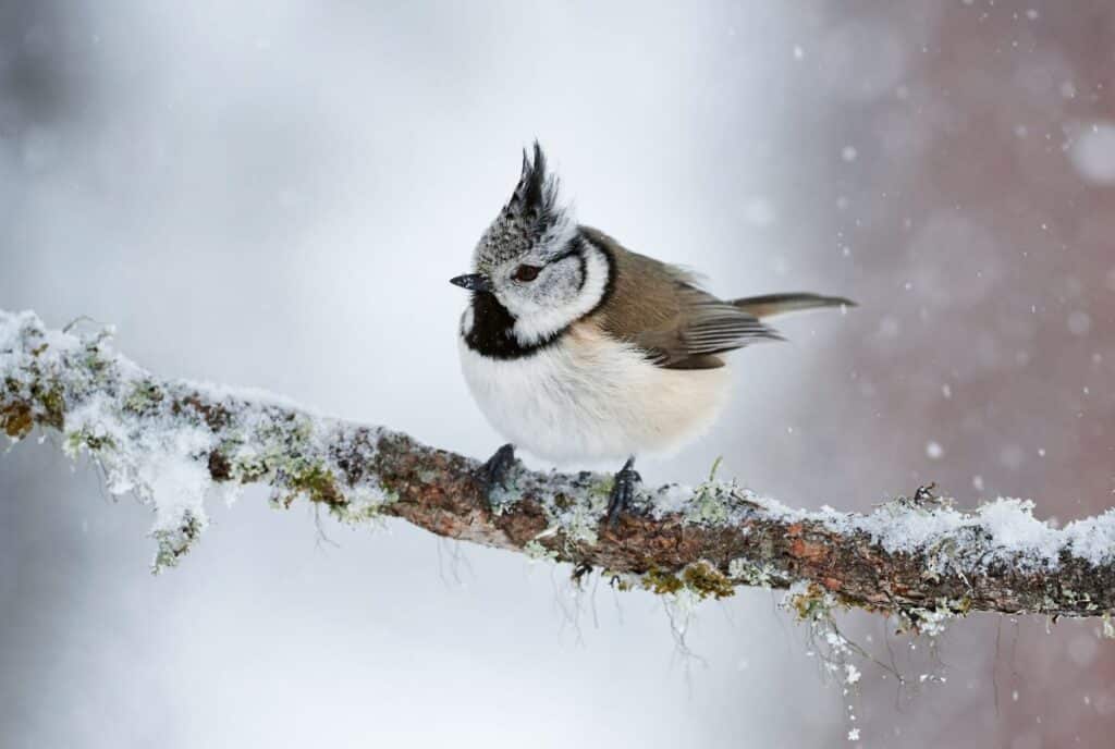 A beautiful crested tit standing on a branch during the winter.