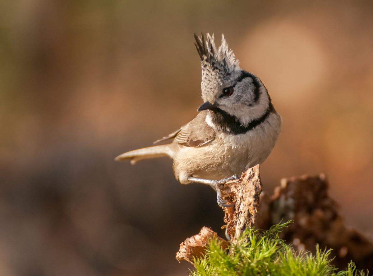 A beautiful crested tit standing on an old wooden log partially covered by moss.