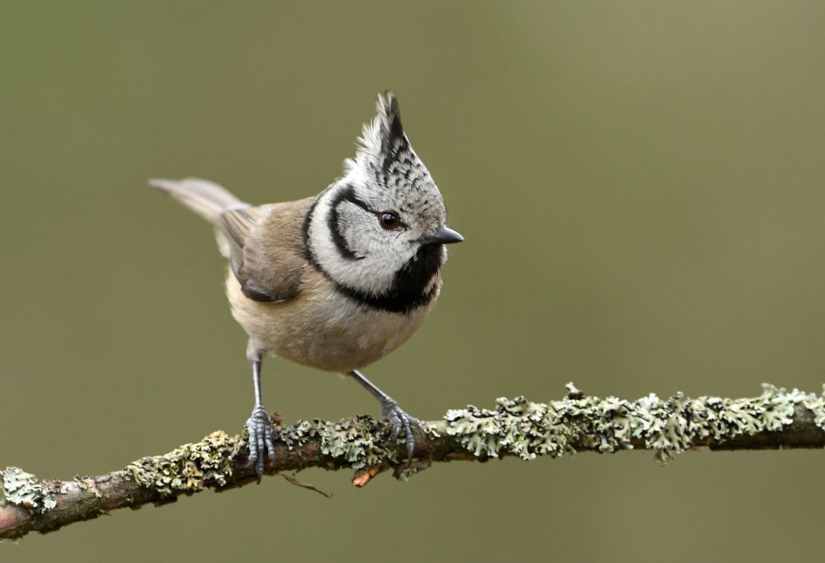 A beautiful crested tit standing on a branch.