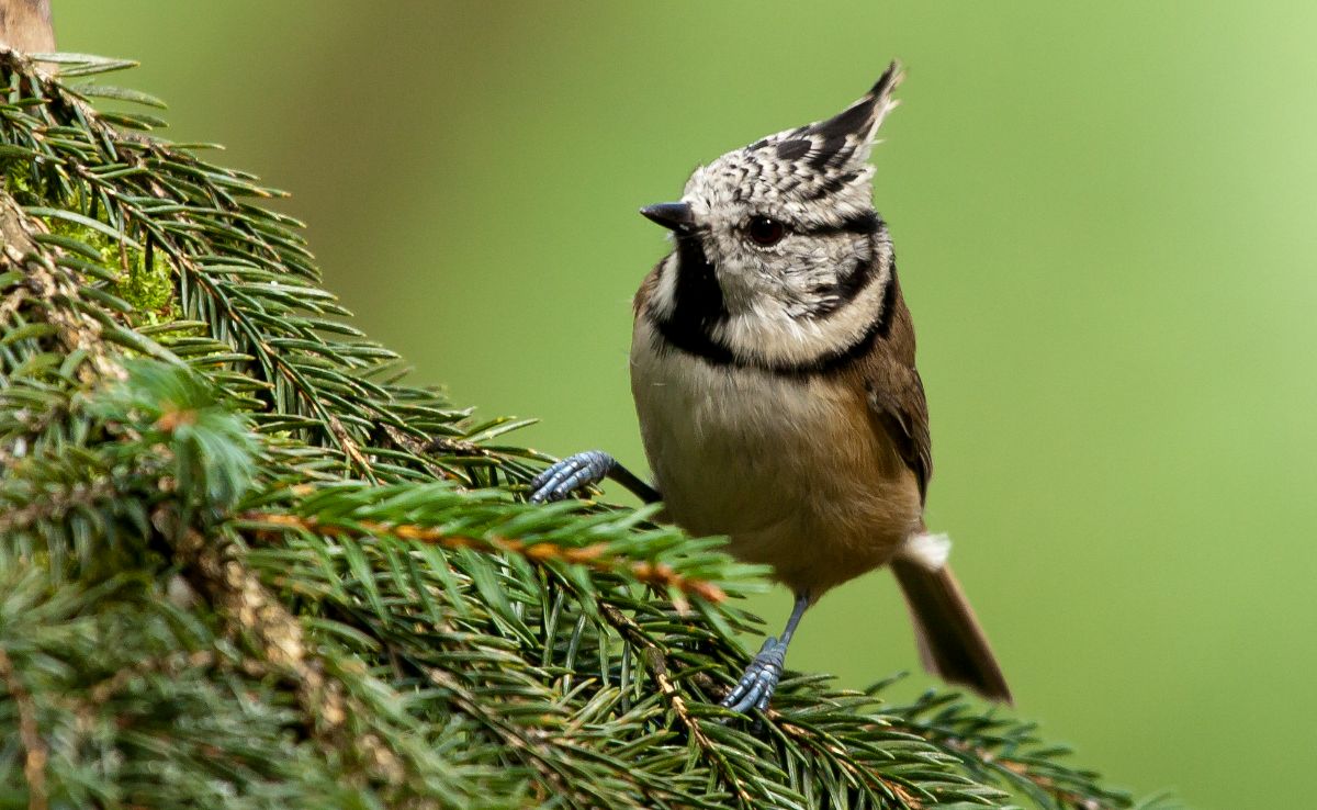 A beautiful crested tit standing on a tree branch.