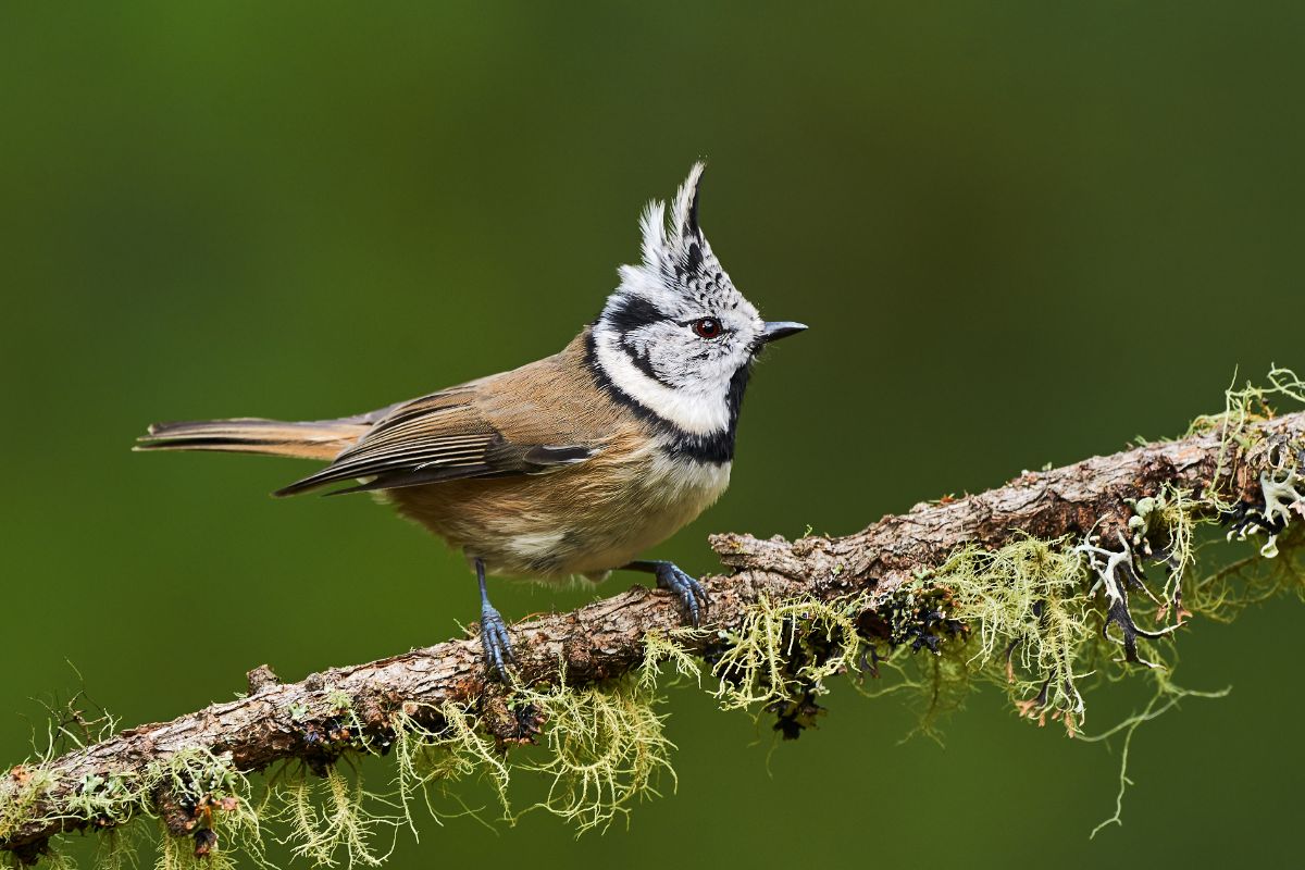 A beautiful crested tit perching on a branch.
