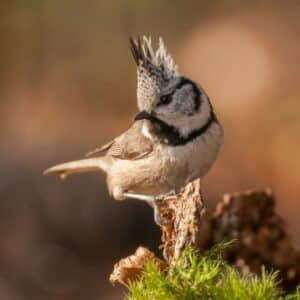 A beautiful crested tit standing on an old wooden log.