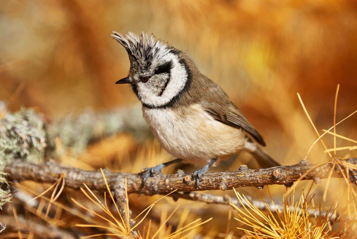 A beautiful crested tit perching on a tree branch.