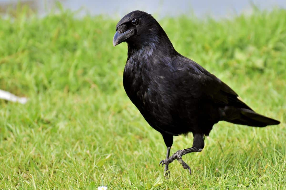 A black crow walking on a green meadow.