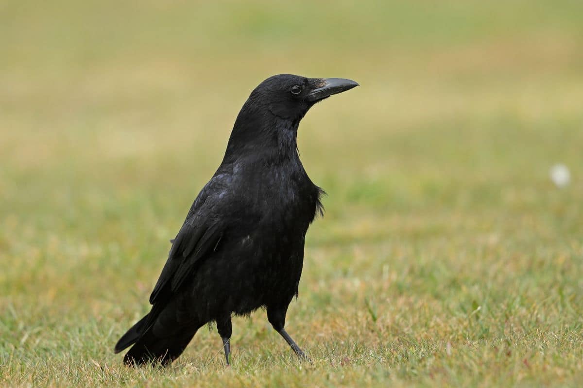 A black crowon a meadow.