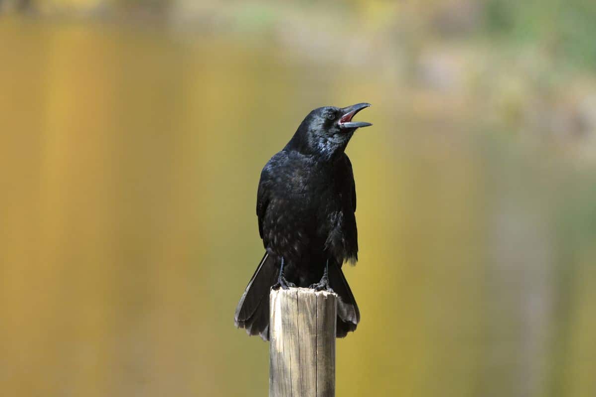 A black crow crowing on a woden pole.