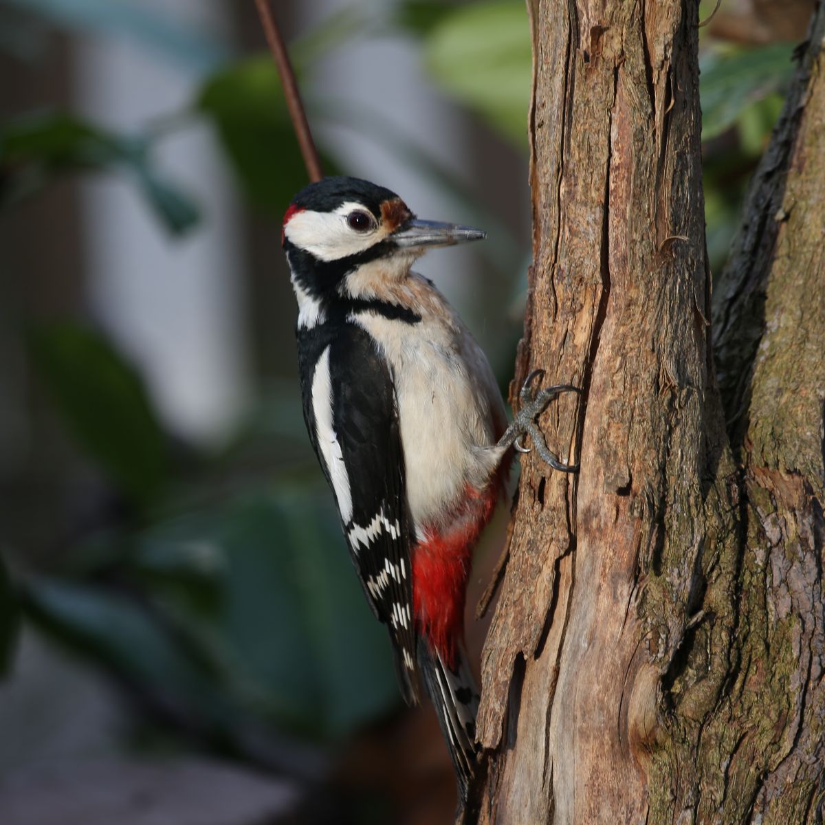 A beautiful woodpecker pecking on a tree.
