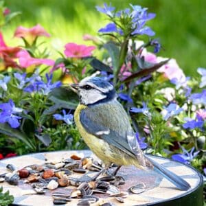 A beautiful colorful bird eating seeds in a backyard garden,