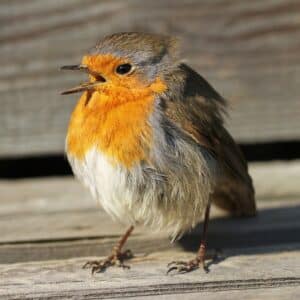 A cute brown-orange bird with open beak on a wooden board.