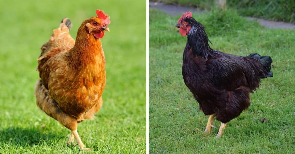 Do Chickens Have Tongues Answered Bird Nature do-chickens-have-tongues-answered-bird-nature