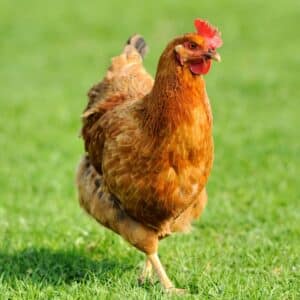 A brown chicken walking on a green pasture on a sunny day.