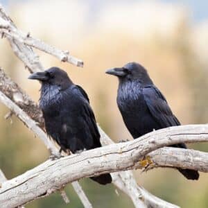 Two black crows on old dry branches.