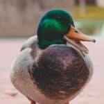 A close-up of a happy duck.