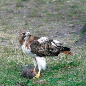 Fierce-looking hawk killed a squirrel on the ground.