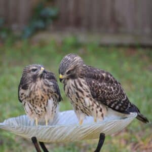 Two beautiful hawks sitting next to each other in a backyard.