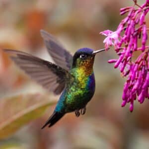 A beautiful colorful Hummingbird eating nectar from purple flowers.