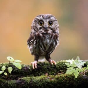 A cute brown owl standing on an old tree log.