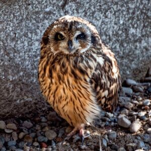 A big beautiful owl standing on rocky soil.