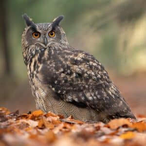 A big beautiful owl sitting on the ground covered by fallen leaves.