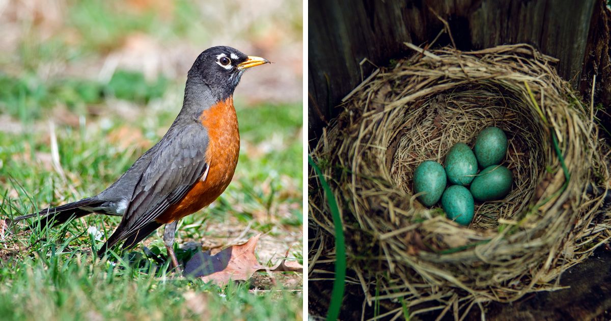 Do Robins Reuse Their Nests? (Here are the Facts) Bird Nature