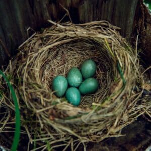 American robins's nest with five blue eggs on a tree.