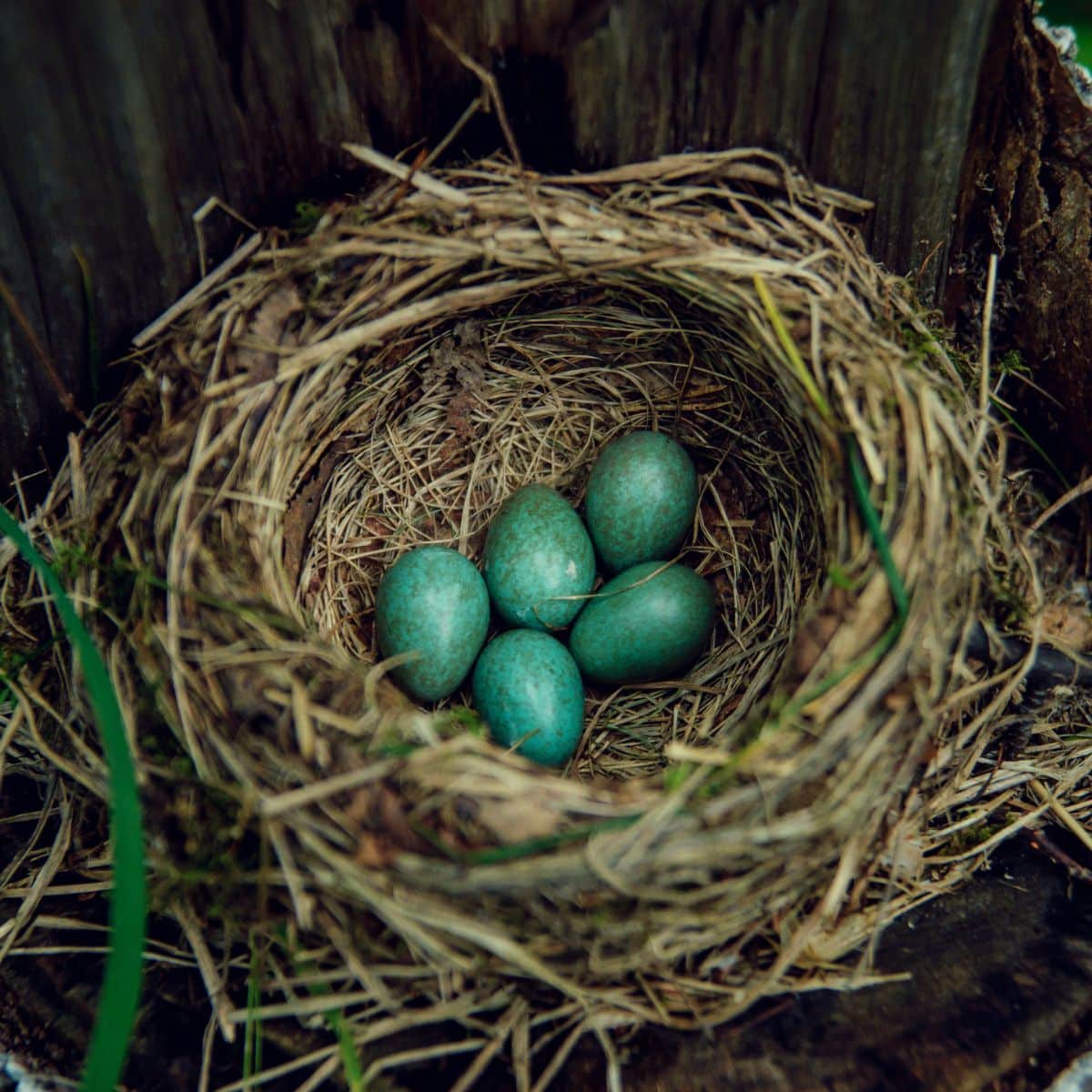 Do Robins Reuse Their Nests? (Here are the Facts) Bird Nature