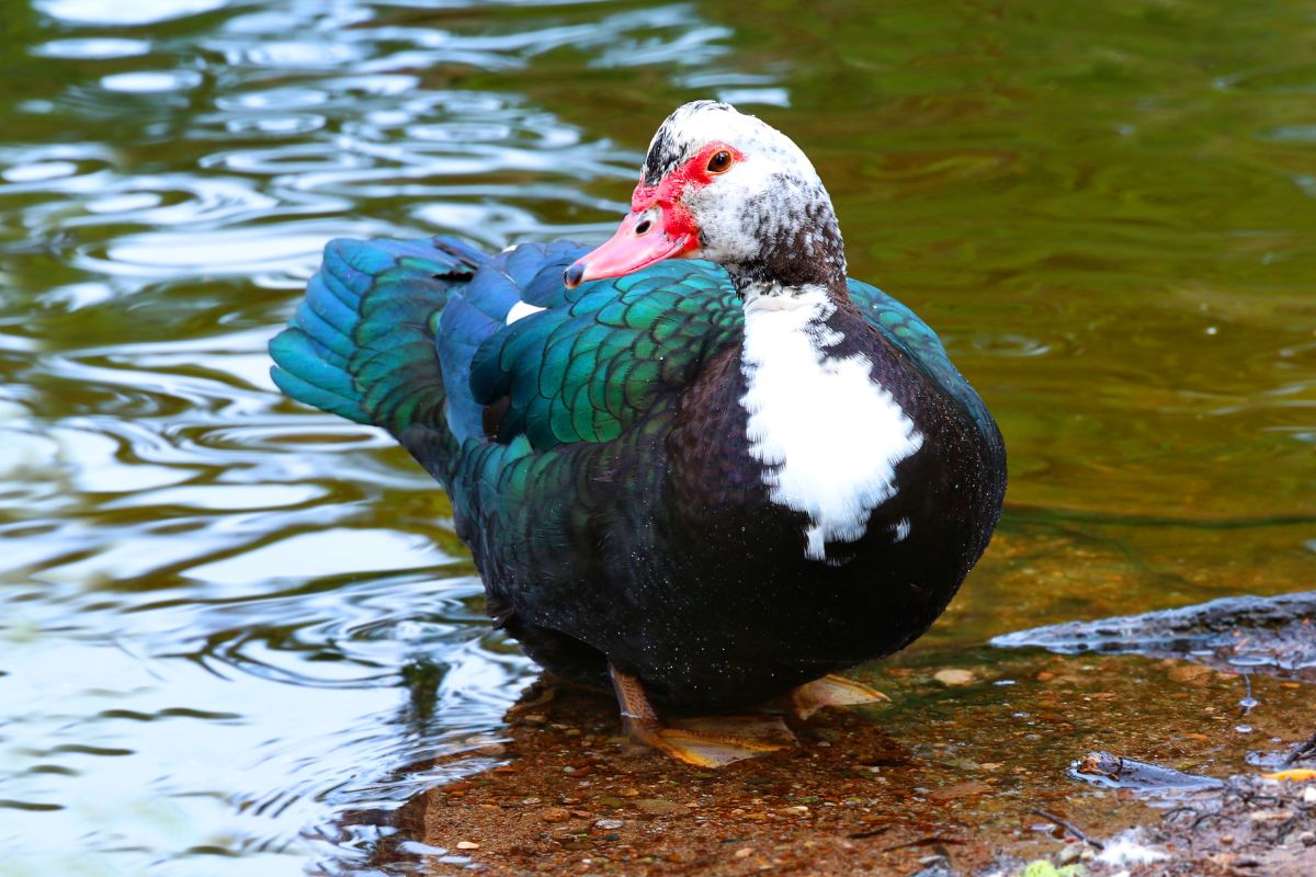 A beautiful colorful duck in shallow water.