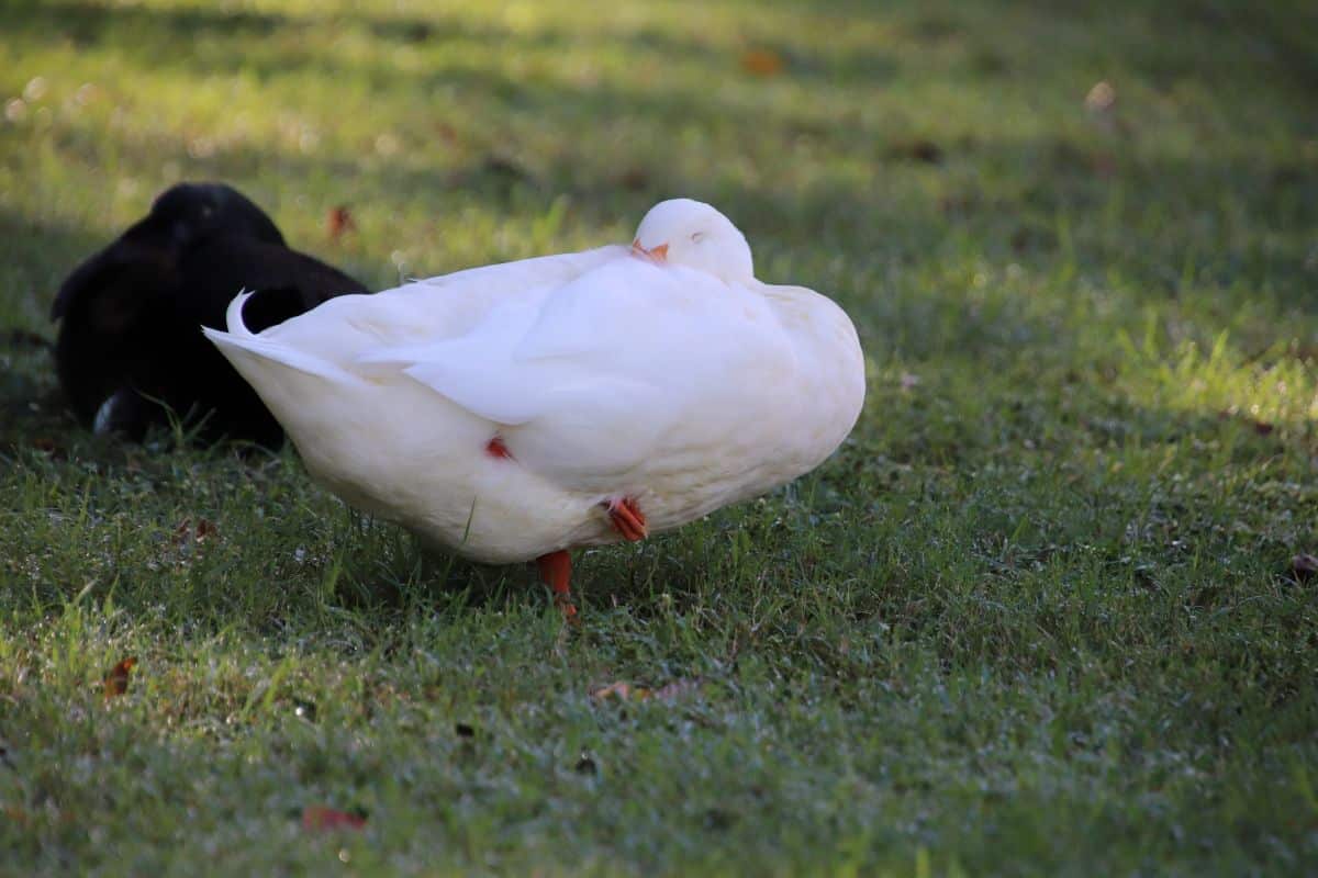 A white duck sleeping on a green meadow.