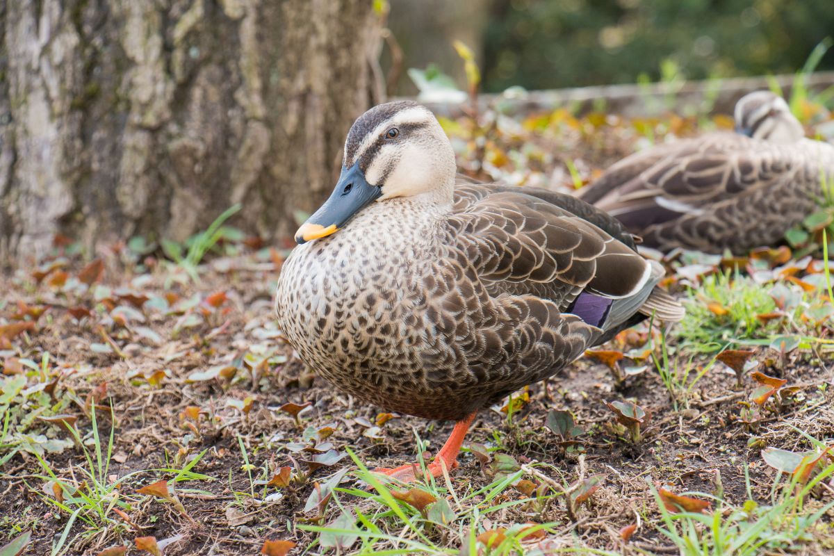 A cute brown duck walking in a backyard near a tree.