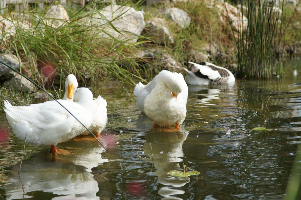 A bunch of white ducks in a pond.